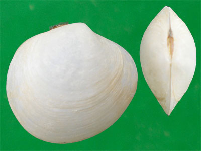 Представитель Семейства Cyrenoididae
